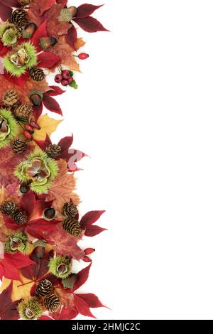 Autumn and Thanksgiving colorful leaf concept composition with maple and sycamore leaves, nuts, pine cones and red berry fruit on white background. Stock Photo