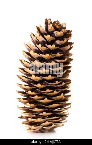 Pine cone on white background.Isolated object close-up. Stock Photo