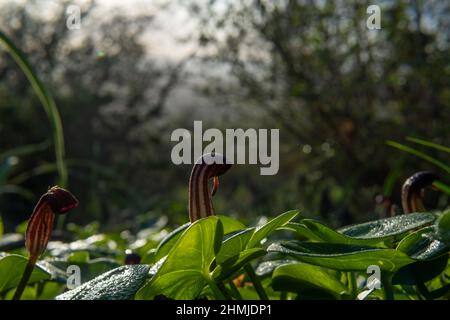 Close-up of wind Mediterranean plants called candil, Arisarum vulgare, at dawn on the island of Mallorca, Spain Stock Photo
