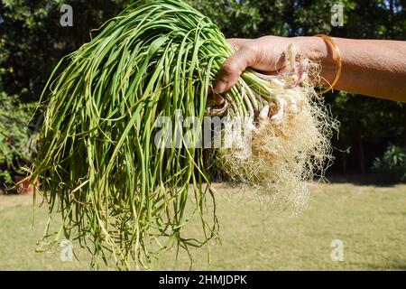 Female holding in hand Spring onions or scallions also known as Green onions with full grown roots. Long roots and leaves of spring tender onions farm Stock Photo