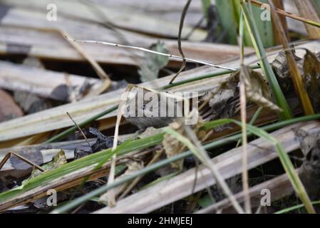 Close-Up Image of a Wild Bank Vole (Myodes glareolus) in Natural Habitat, Among Grass and Leaf Litter, in Staffordshire, England, UK in January Stock Photo
