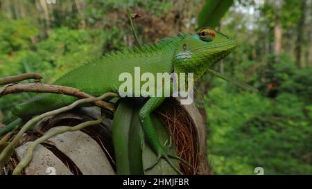 An eastern garden lizard back looking with curious face in the garden Stock Photo