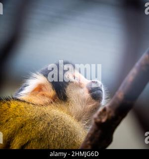 cute little furry squirrel monkey looking up curiously Stock Photo