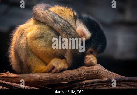 furry small squirrel monkey curled up in a ball, thinking about life Stock Photo
