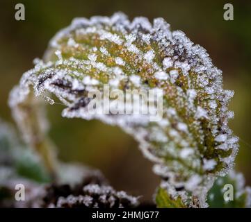 Plant leaf covered in ice cristals which formed from the dew during a cold night. Stock Photo