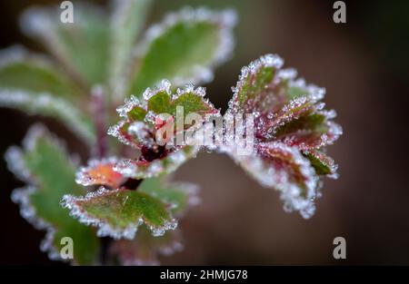 Plant leaves covered in ice cristals which formed from the dew during a cold night. Stock Photo