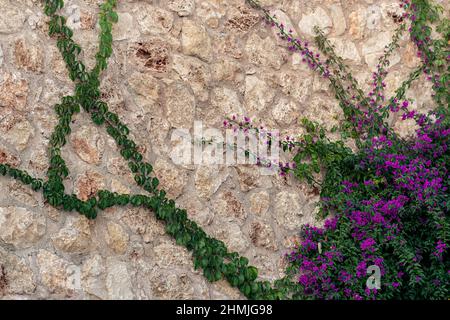 background - old rough stone wall, partially entwined with a blooming mandevilla creeper Stock Photo