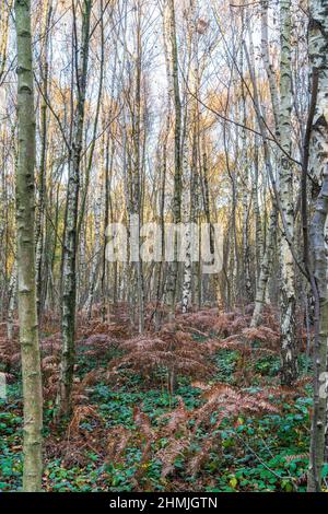 Eye level view into a forest of mainly silver birch trees on a cold autumn morning. Some ground foliage, but mostly fallen brown leaves. Kent, England Stock Photo