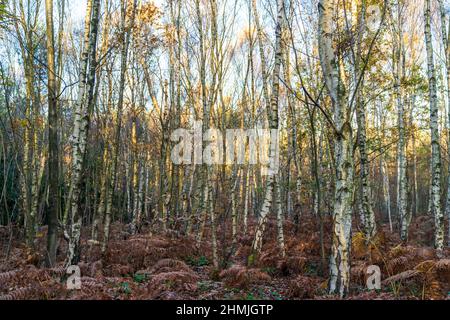 Eye level view of a forest of mainly silver birch trees on a cold early autumn morning. Forest floor covered in brown ferns, sunlight on the tree tops Stock Photo