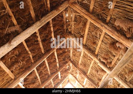 The reed roof on the house. Natural building materials.Texture of old thatched roof from the inside. Old technology. Wooden house architecture Stock Photo