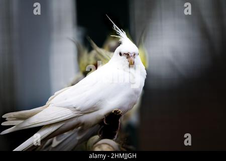 White parrot cockatiel sits on a tree branch. Beautiful colors. Stock Photo