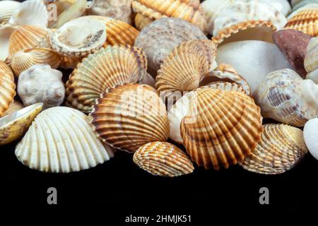 Close up of clam shells Stock Photo