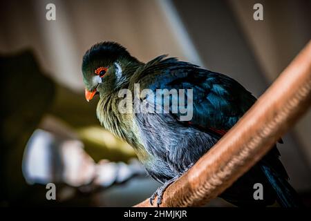 Guinea Turaco also known as Green Turaco, Tauraco persa Stock Photo