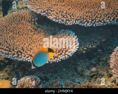 View of a colorful Chevron butterflyfish (Chaetodon trifascialis) swimming in the corals Stock Photo