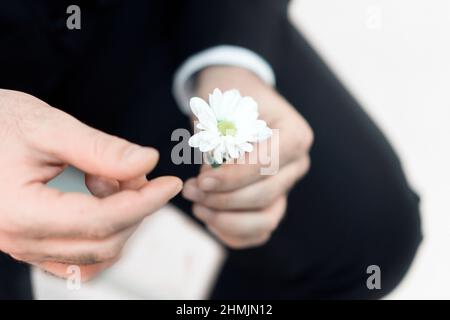 Romantic. Man's hands. A man sits in a jacket with a flower in his hands and picks the petals from it. Divination. Stock Photo