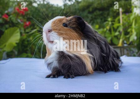 the guinea pig, (Cavia porcellus), a domesticated species of South American rodent belonging to the cavy family (Caviidae). Stock Photo