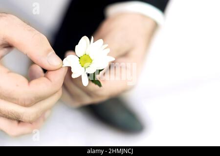 A man sits in a jacket with a white flower in his hands and picks off the petals from it. Divination. Man's hands. Romantic. Stock Photo