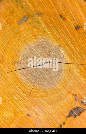 Woodcut from a old oak tree Stock Photo
