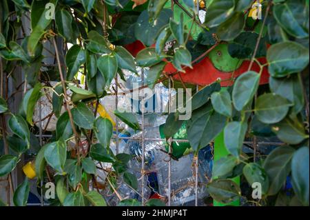 A lot of plastic empty bottles on the street in a container entwined with flowers close-up Stock Photo