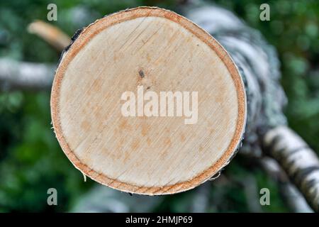 Woodcut from a old oak tree Stock Photo