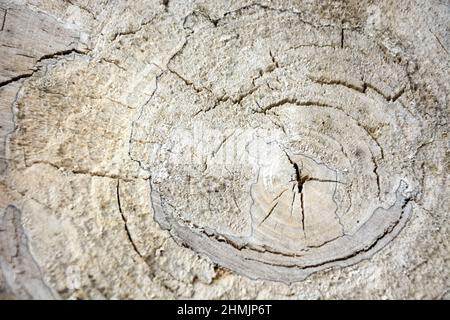 Woodcut from a old oak tree Stock Photo