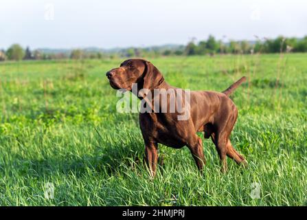 Brown German Shorthaired Pointer. A hunting dog is standing in a point in the field among the green grass. A spring sunny day. Stock Photo