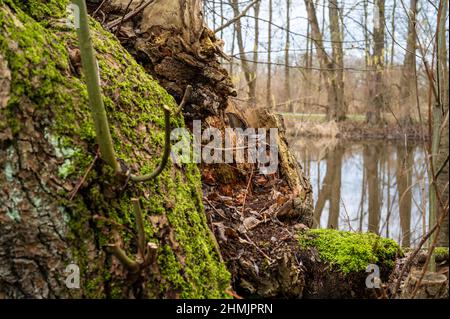 Mossy tree trunk on the bank of a river in autumn. Stock Photo