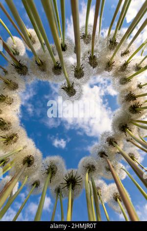 A heart lined with fluffy dandelions, with blue sky on the background. Stock Photo