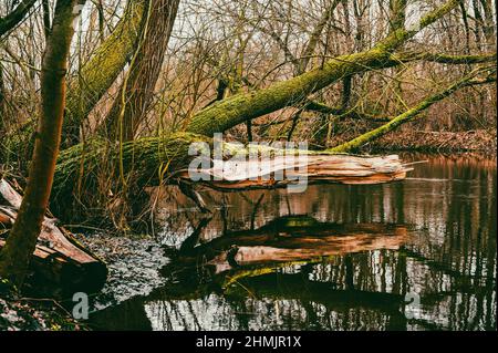 A split tree log hangs across the water. Stock Photo