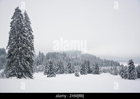 Winterliche Märchenlandschaft beim Moor von La Vraconnaz im Waadtländer Jura, Schweiz Stock Photo