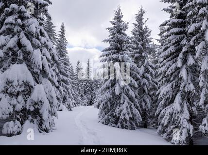 Lawn and forest. On a frosty beautiful day among high mountain are magical trees covered with white fluffy snow against the magical winter landscape. Stock Photo