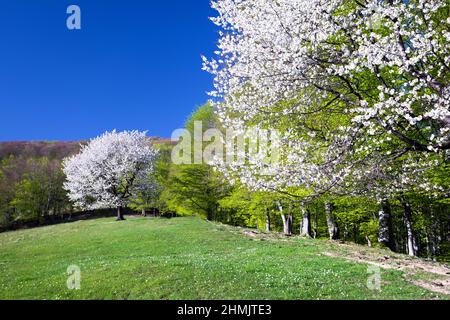 Spring landscape of cherries covered with flowers and green leaves. Stock Photo