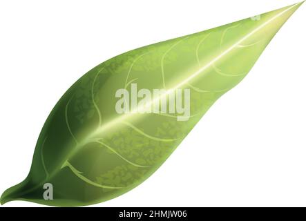 Green leaf. Realistic plant element for eco product isolated on white background Stock Vector