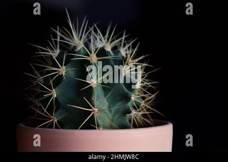 A small green prickly cactus with long spikes, in a baked clay flower pot, against a dark background, with a small white spot of light in the upper ba Stock Photo