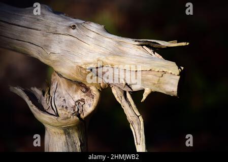 An old pale piece of wood from the root of a tree happens to be in the shape of a dragon's head with its mouth open, against a dark background in natu Stock Photo