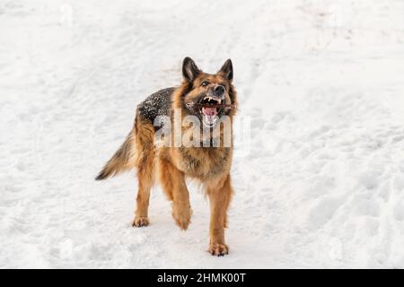 German Shepherd playing in the snow Stock Photo