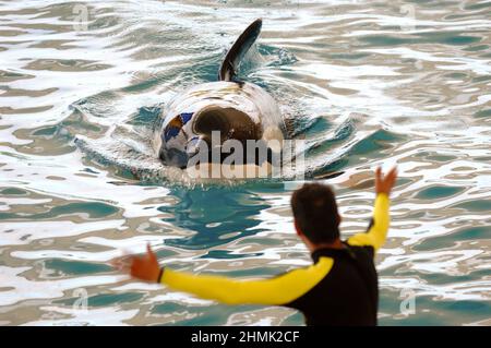 Killer whale and its trainer Stock Photo