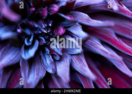 Marco view of a dark purple dahlia 'Black Jack' flower with velvety petals. Horizontal landscape format. Selective focus. Stock Photo