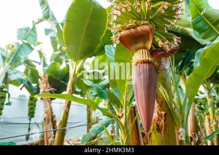 Big Banana flower on green branch. Young Banana blossom with leaves close up on palm tree in tropical garden. Banana fruit production at banana Stock Photo