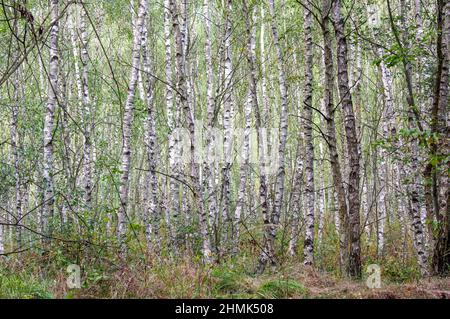 A young, birch grove in spring. Light green leaves on the branches. The thicket of thin, white tree trunks creates an irregular texture. Stock Photo