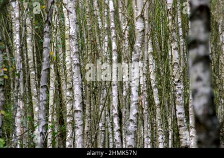 A young, birch grove in spring. Light green leaves on the branches. The thicket of thin, white tree trunks creates an irregular texture. Stock Photo
