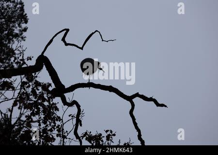 Silhouette of heron sitting on branch of a tree against gray uniform sky Stock Photo