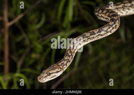 Australian Murray Darling Carpet Python Stock Photo