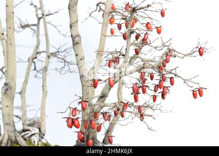 Rose Fruit, White Tree with Branches, Bright Red Rosehip Berries on a White Background, Winter Season, Japan Flora Stock Photo