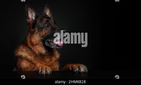 Old dog of german shepherd breed on black background. Copy space. Stock Photo