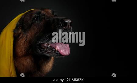 Portrait of german shepherd dog on black background Stock Photo