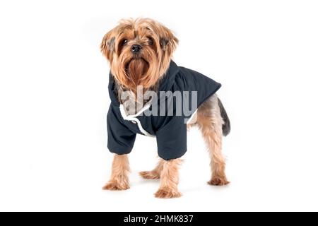 Cute yorkshire terrier in black jacket standing isolated on white background Stock Photo