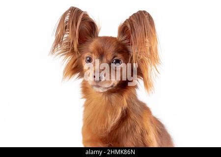 Close up portrait of cute sad russian long haired toy terrier breed dog of red color sitting isolated on white background. Copy space Stock Photo