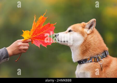 Cute dog of shiba inu breed sniffing big red maple leaf in the owner's hand outdoors at nature in autumn. Stock Photo