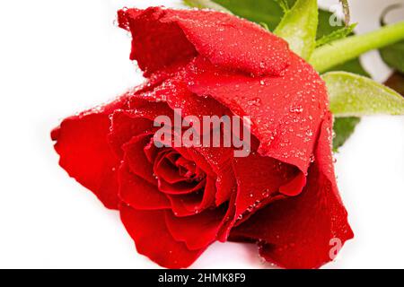a red rose isolated on a white background with water drops Stock Photo